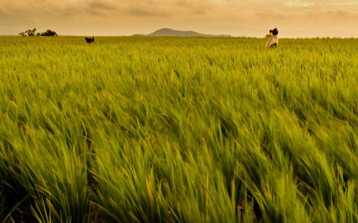 Широкоформатные обои Рисовое поле, Красивое рисовое поле с пугалами