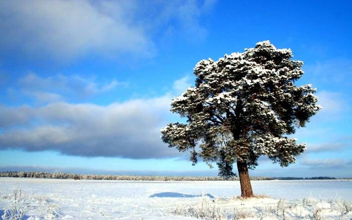 Широкоформатные обои Снег на дереве, ЗАснеженное дерево