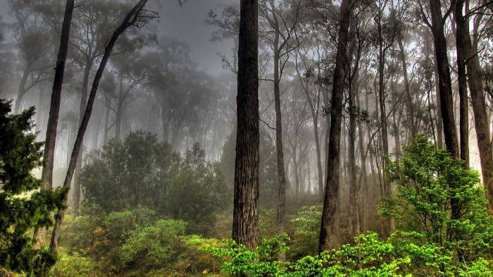 Широкоформатные обои Темный лес, Лес после дождя