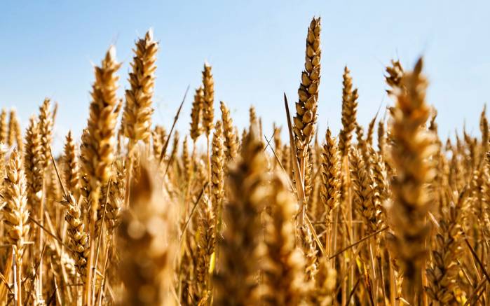 Широкоформатные обои Золотая нива, Созревшая пшеница