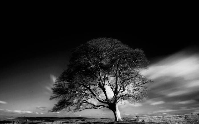 Широкоформатные обои Дерево на ветру, Одинокое дерево на ветру