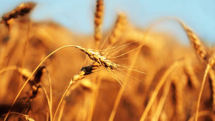 Широкоформатные обои Золотая пшеница, Дорогой урожай
