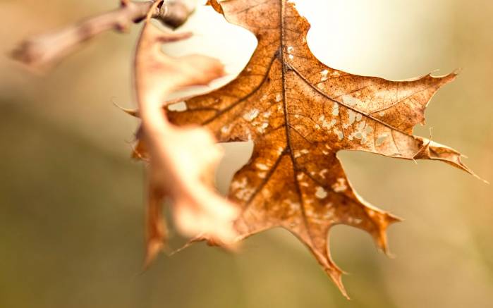 Широкоформатные обои Золотой листок, Последние осенние листья