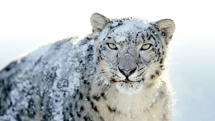Широкоформатные обои Хитрый леопард, Снежная кошка
