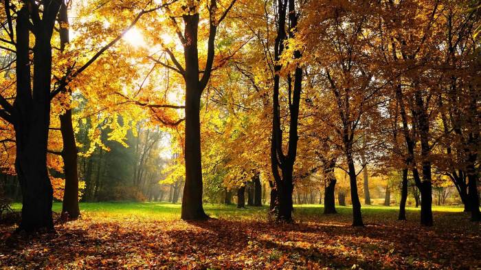 Широкоформатные обои Осенний парк, Красочный осенний парк