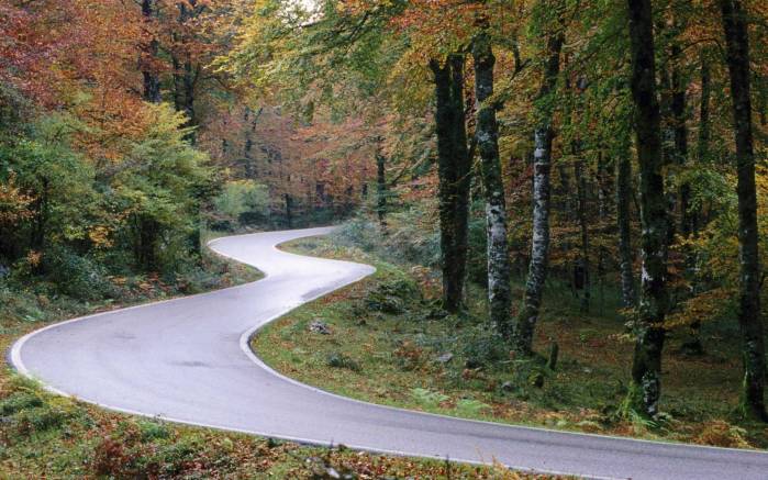 Широкоформатные обои Извилистая лесная дорога, Дорога в лесу