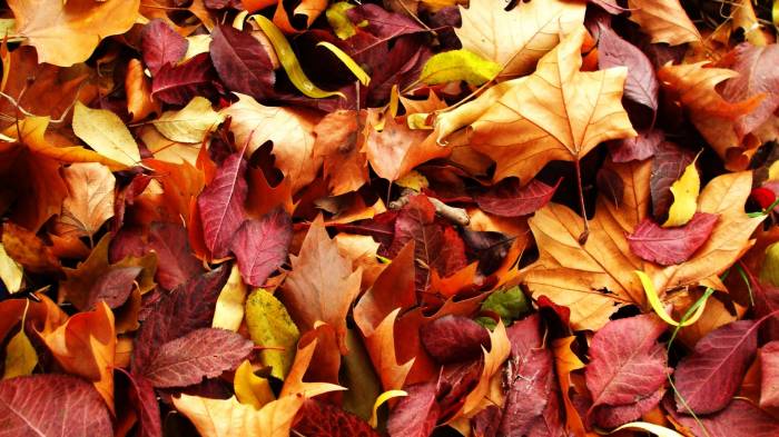 Широкоформатные обои Осенний ковер, Красивые листья