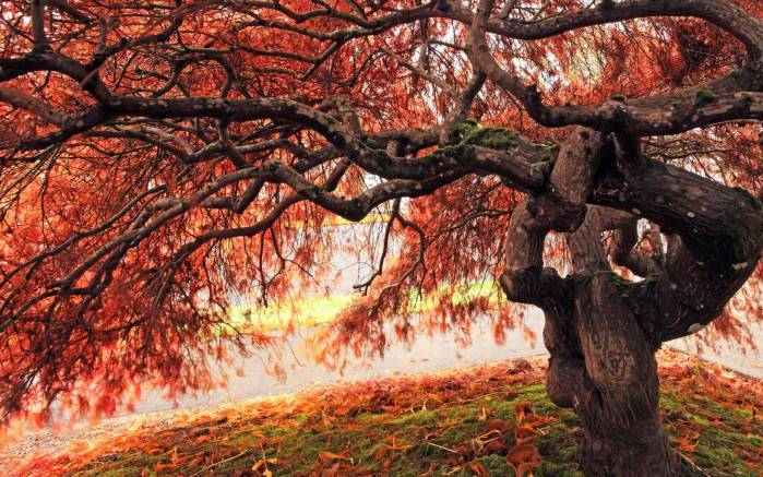 Широкоформатные обои Осень в разгаре, Осень в разгаре под кроной дерева