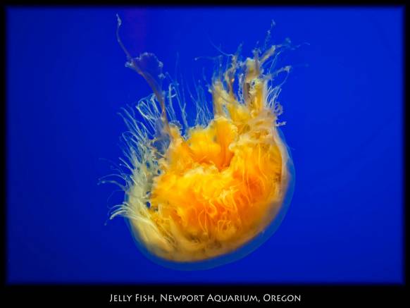 Широкоформатные обои Подводный обитатель, Фантастическая жёлтая медуза