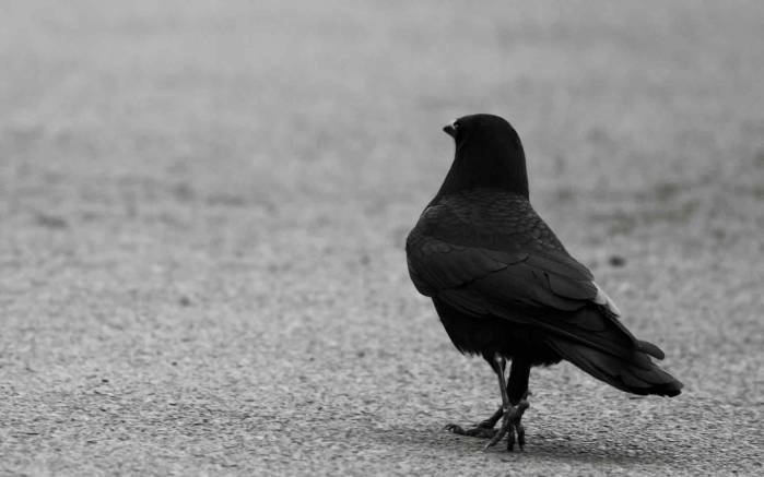 Широкоформатные обои Черный голубь, Черный голубь на прогулке