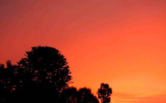 Широкоформатные обои Оранжевый закат, Удивительный закат с силуэтами деревьев