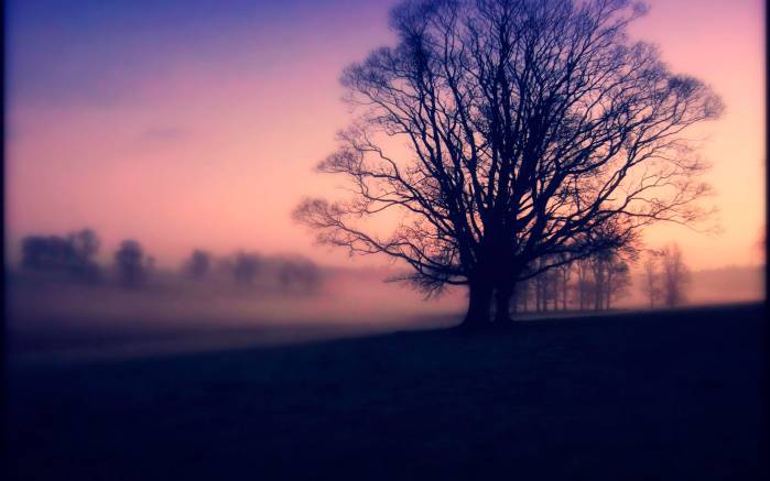 Широкоформатные обои Утренний туман, Силуэты деревьев в утреннем тумане