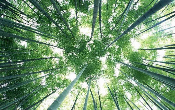 Широкоформатные обои Бамбук, тянущийся вверх, Высокие стебли бамбука