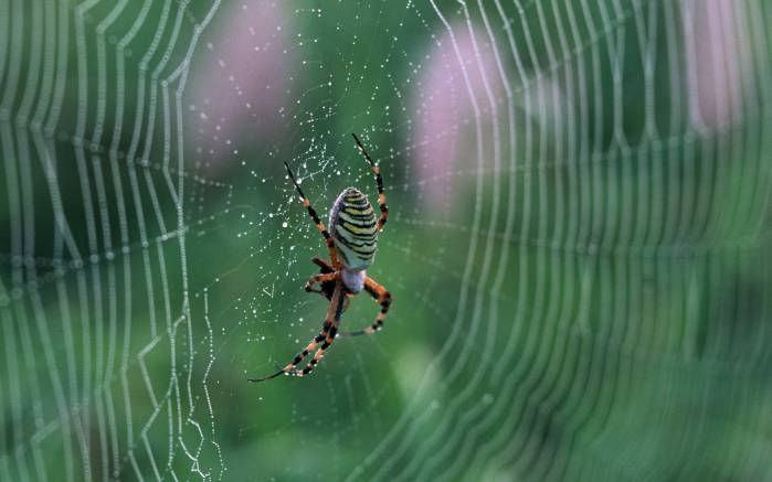 Широкоформатные обои Полосатый паук, Большой полосатый паук