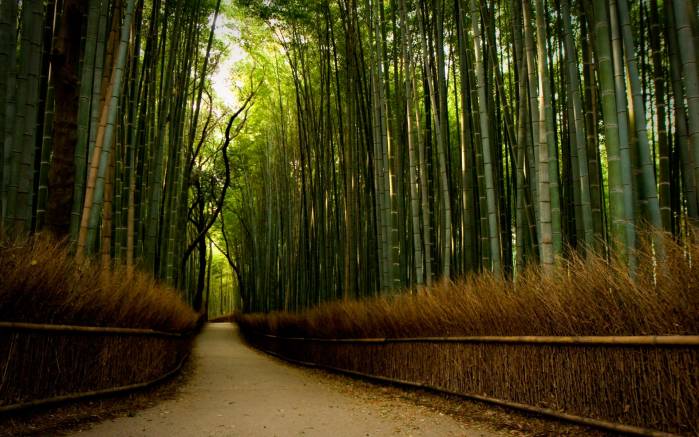 Широкоформатные обои Дорога сквозь лес, Дорога через бамбуковый лес