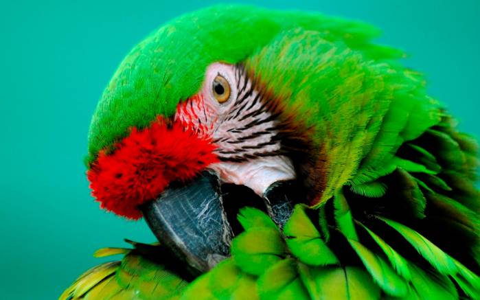 Широкоформатные обои Зеленый попугайчик, Попугай чистит перышки
