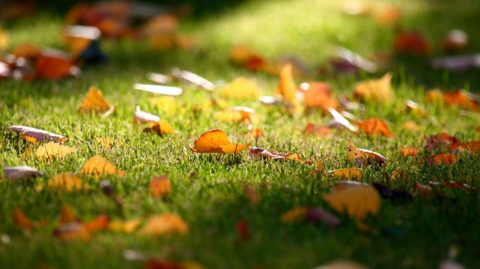 Широкоформатные обои Ковер из листвы, Осеннее падение