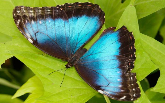 Широкоформатные обои Голубая бабочка, Черно-синяя бабочка на листочке