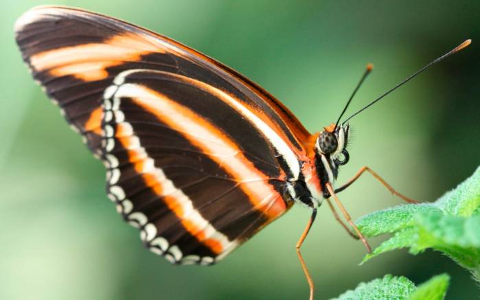 Широкоформатные обои Бабочка белла виста, Полосатая бабочка