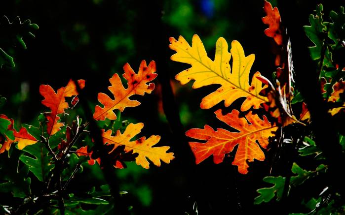 Широкоформатные обои Осенние листья, Дубовые листья в цвете осени