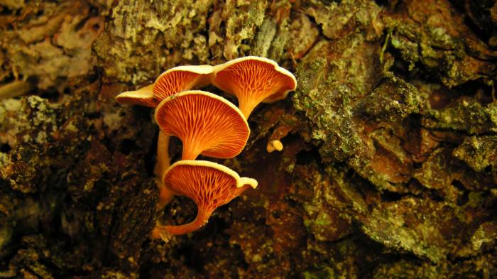 Широкоформатные обои Оранжевые грибы, Оранжевые грибы на дереве