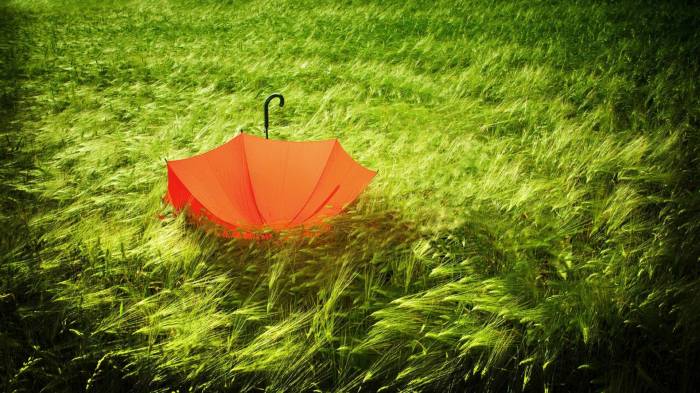 Широкоформатные обои Красный зонтик, Зонт на пшенице