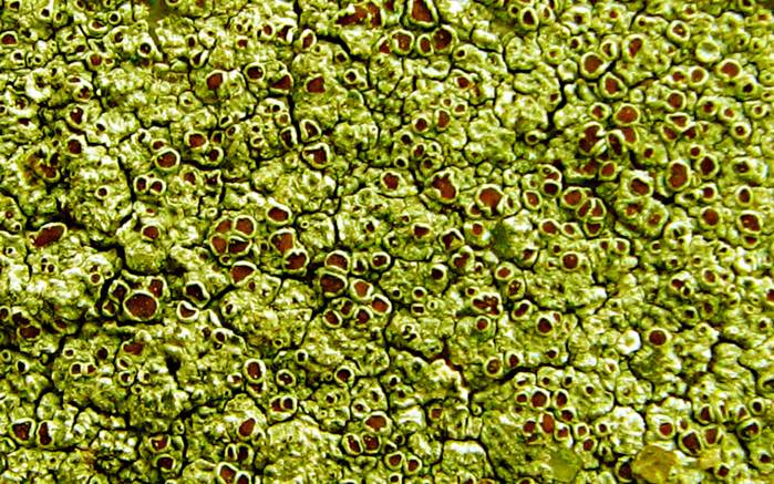 Широкоформатные обои Зеленый лишайник, Макросъемка зеленого лишайника