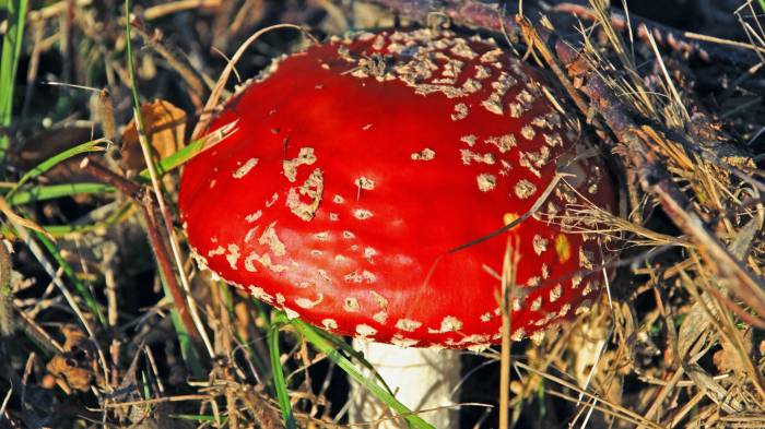 Широкоформатные обои Симпатичный мухомор, Красный гриб