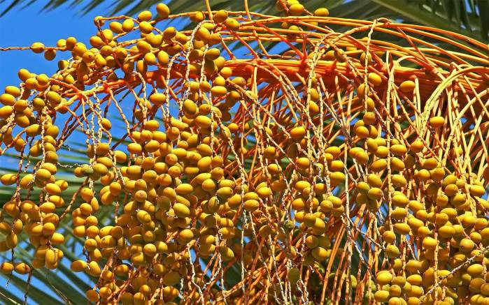 Широкоформатные обои Желтые ягоды на солнце, Ягоды облепихи