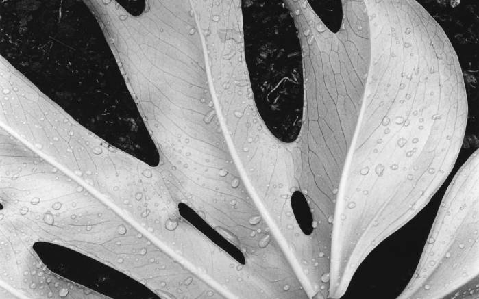 Широкоформатные обои Черно-белый лист, Ажурный белый лист
