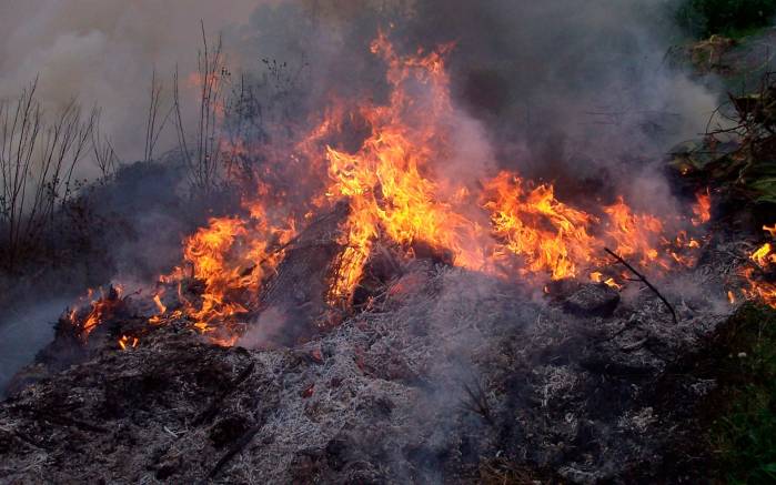 Широкоформатные обои Пожар в лесу, Лесной пожар