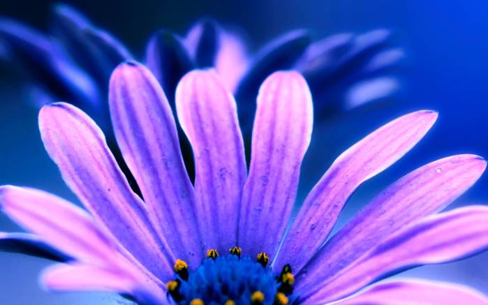 Широкоформатные обои Фиолетовое свечение, Фиолетовый цветок на голубом фоне