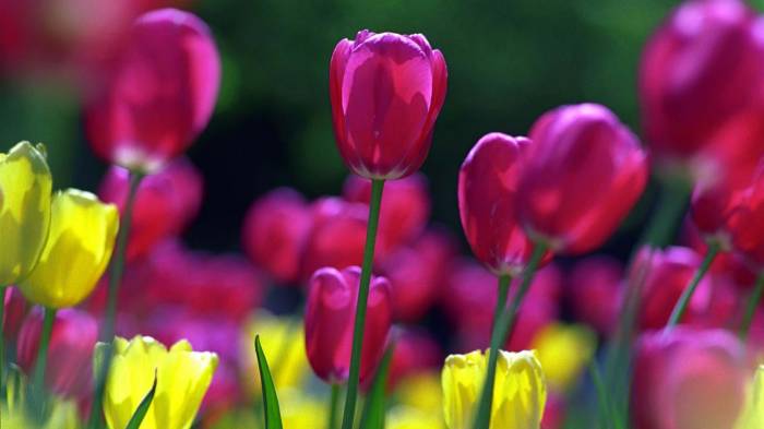 Широкоформатные обои Тюльпаны в цвету, Весенние тюльпаны