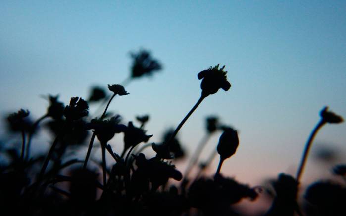 Широкоформатные обои Вечерний пейзаж, Ночная жизнь цветов