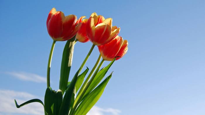 Широкоформатные обои Королевские тюльпаны, Солнечные цветы
