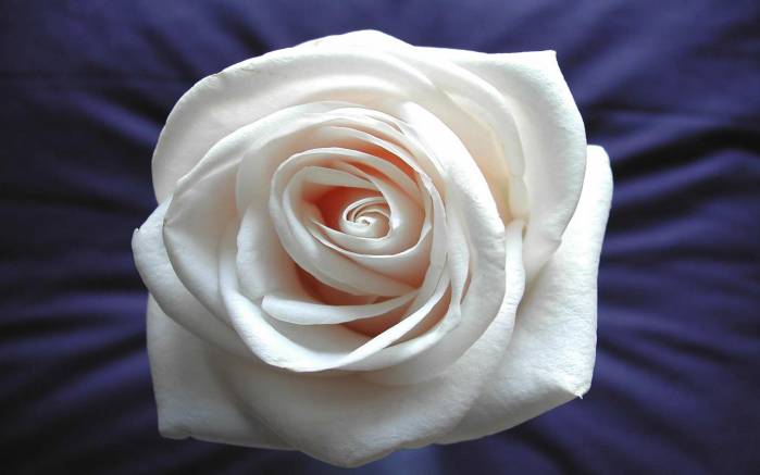 Широкоформатные обои Белоснежная роза, Белая роза на шелке