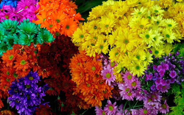 Широкоформатные обои Цветочная экспрессия, Разноцветный цветочный взрыв