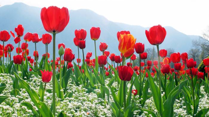 Широкоформатные обои Красные тюльпаны, Вольная жизнь