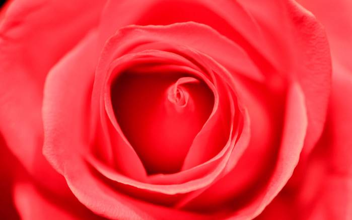 Широкоформатные обои Коралловая роза, Цветок розы цвета любви