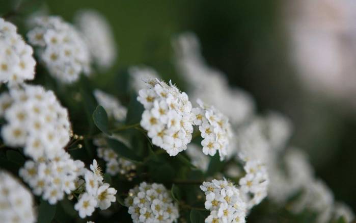 Широкоформатные обои Белые мелкие цветочки, Соцветие белых цветов