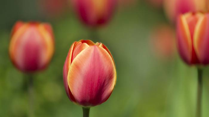 Широкоформатные обои Ранние тюльпаны, Голанские тюльпаны
