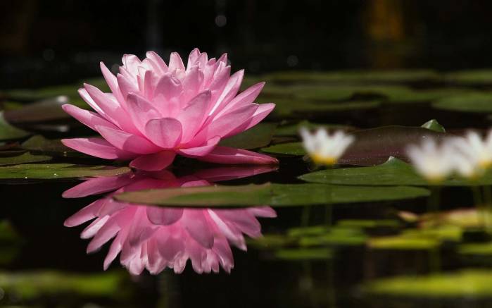 Широкоформатные обои Розовая водяная лилия, Лилия на воде