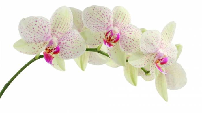 Широкоформатные обои Орхидея, Белая орхидея