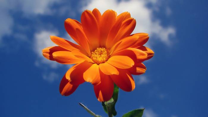 Широкоформатные обои Оранжевый цветочек, Оранжевый цветочек на фоне неба