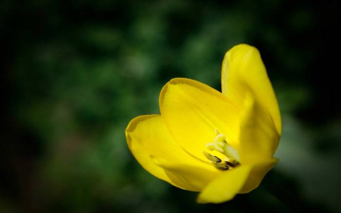 Широкоформатные обои Распустившийся желтый тюльпанчик, Цветок желтого тюльпана