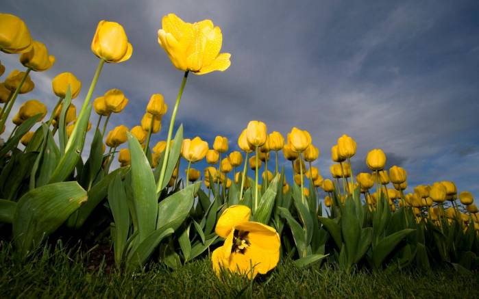 Широкоформатные обои Упавший желтый цветок, Желтый тюльпан