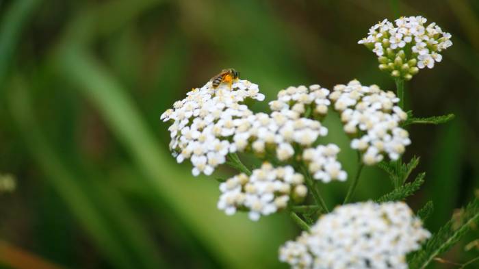 Широкоформатные обои Пчелка на цветах, Небольшой букет