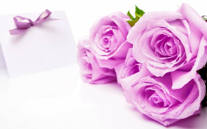 Широкоформатные обои Пурпурные розы, Нежно-фиолетовые розы