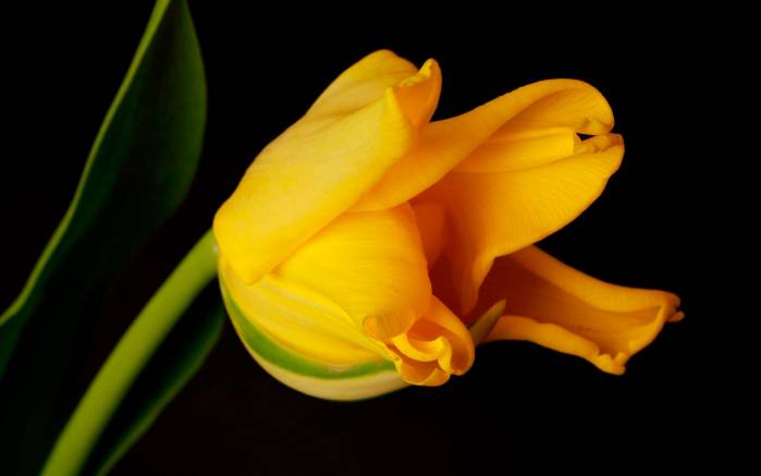 Широкоформатные обои Желтый тюльпан, Тюльпан на черном фоне