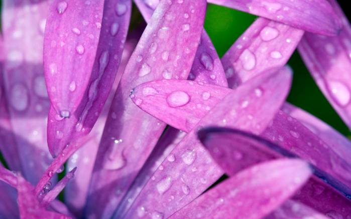 Широкоформатные обои Фиолетовые лепестки, Лепестки фиолетового цветка